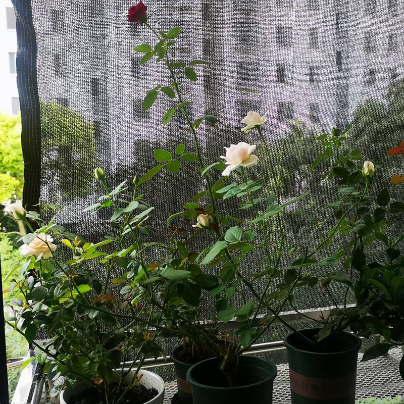 Malla de Sombra Negra de HDPE  - Agriculture Farming Net reseña y precio
